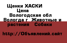 Щенки ХАСКИ :0  :) › Цена ­ 10 000 - Вологодская обл., Вологда г. Животные и растения » Собаки   
